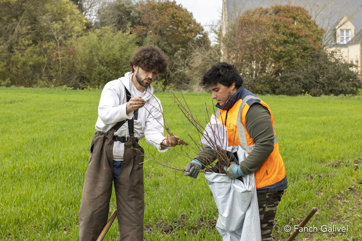 Plantation d'une haie bocagère à l'abbaye de Plouharnel