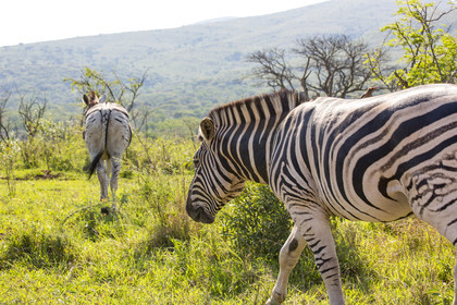 Zèbres_Parc HluHluwe-iMfolozi en Afrique du Sud