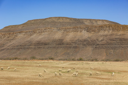 route R364 proche de Calvinia _ Afrique du Sud