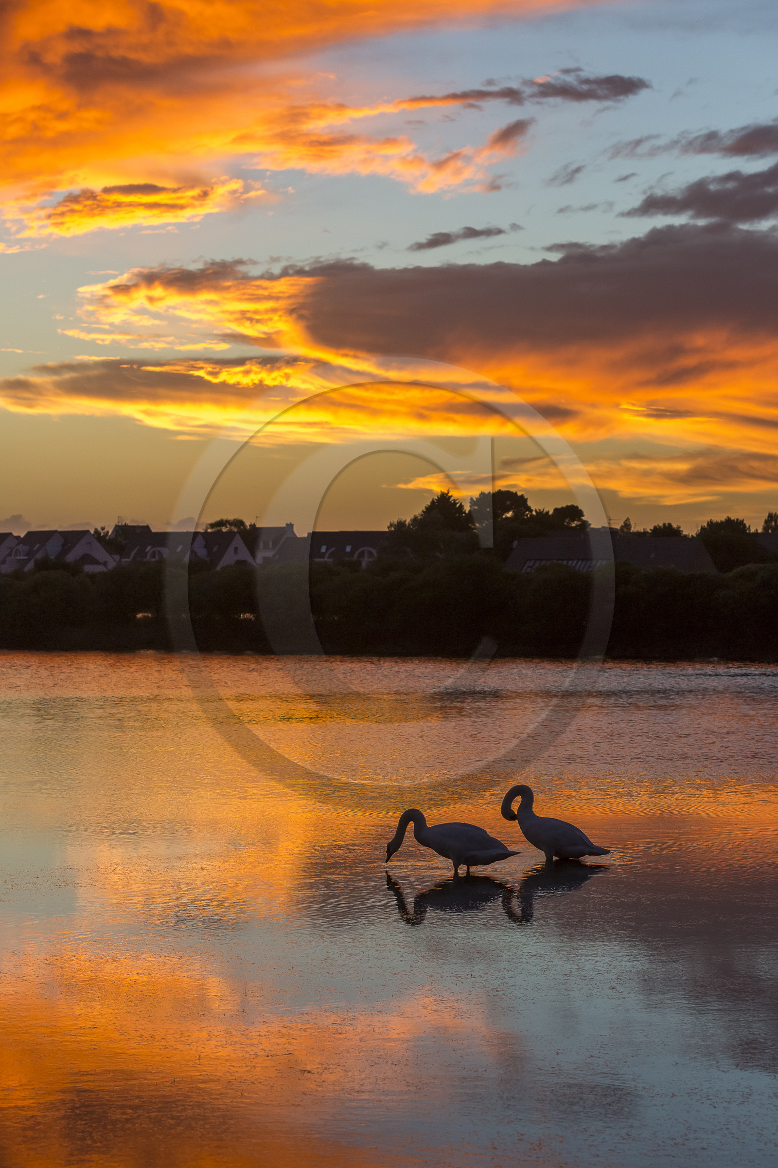 Cygnes au coucher du soleil dans les marais salants de Carnac.