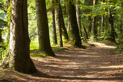 Sentier en bordure de l'étang de Kergoff _ Caudan