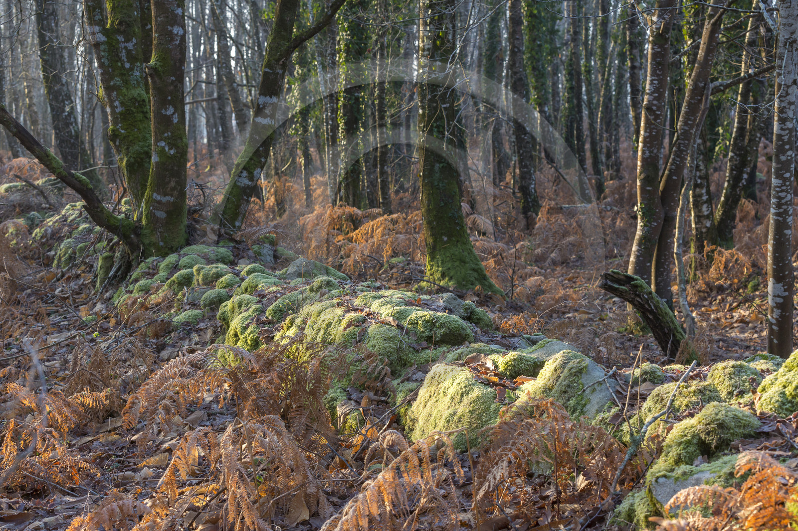 Muret recouvert de mousse à Carnac