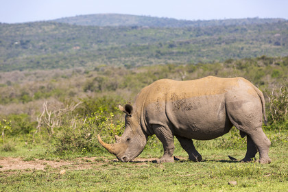 Rhinocéros_Parc HluHluwe-iMfolozi en Afrique du Sud
