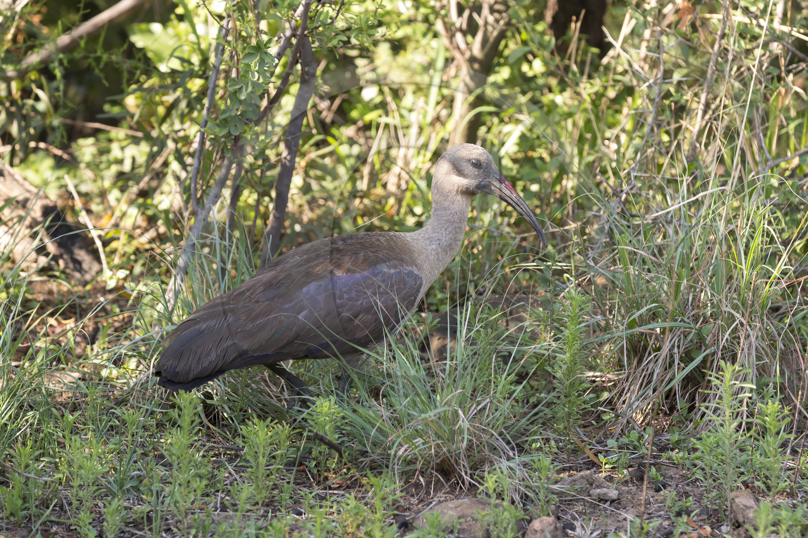 Pilanesberg National Park, Afrique du Sud