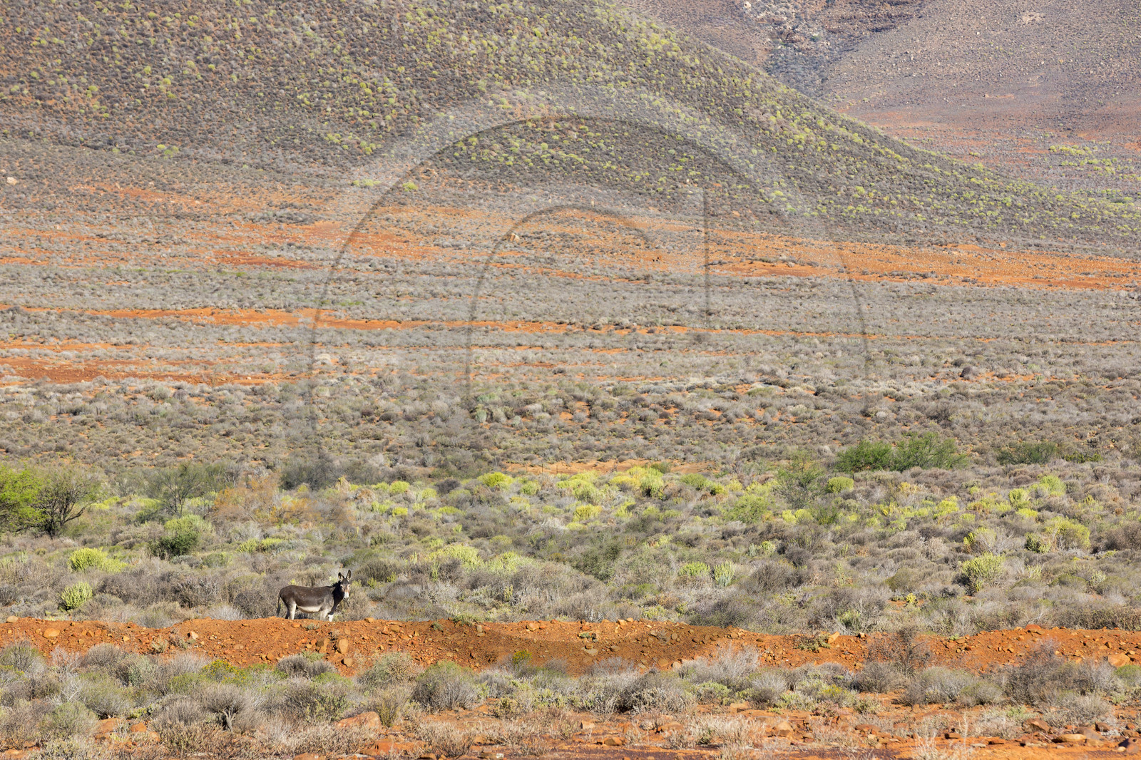 route R364 proche de Calvinia _ Afrique du Sud