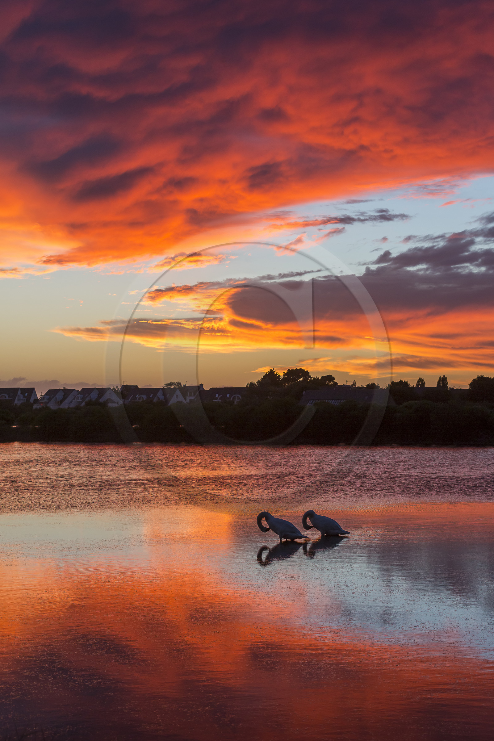Cygnes au coucher du soleil dans les marais salants de Carnac.