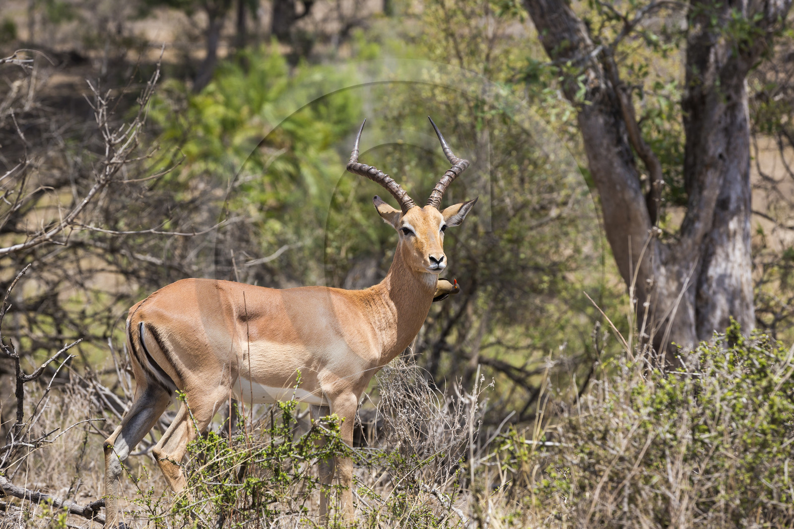 Impala_Parc Krüger, Afrique du Sud