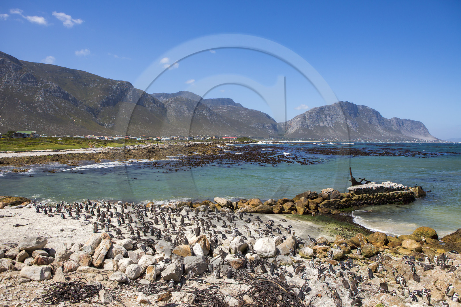 Betty's bay. Afrique du Sud