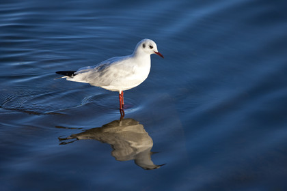 Black-headed Gull - Etang du Ter