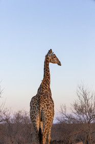 Girafe_Parc Krüger, Afrique du Sud