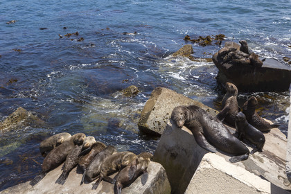 Otaries, Hermanus _ Afrique du sud