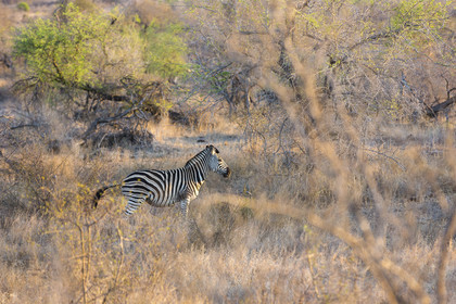 Zèbre_Parc Krüger, Afrique du Sud
