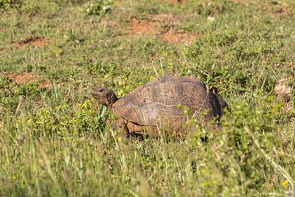 Tortue de terre_Ado Elefant Park en Afrique du Sud