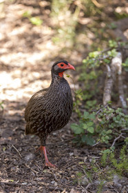 Francolin à gorge-rouge_Ado Elefant Park en Afrique du Sud