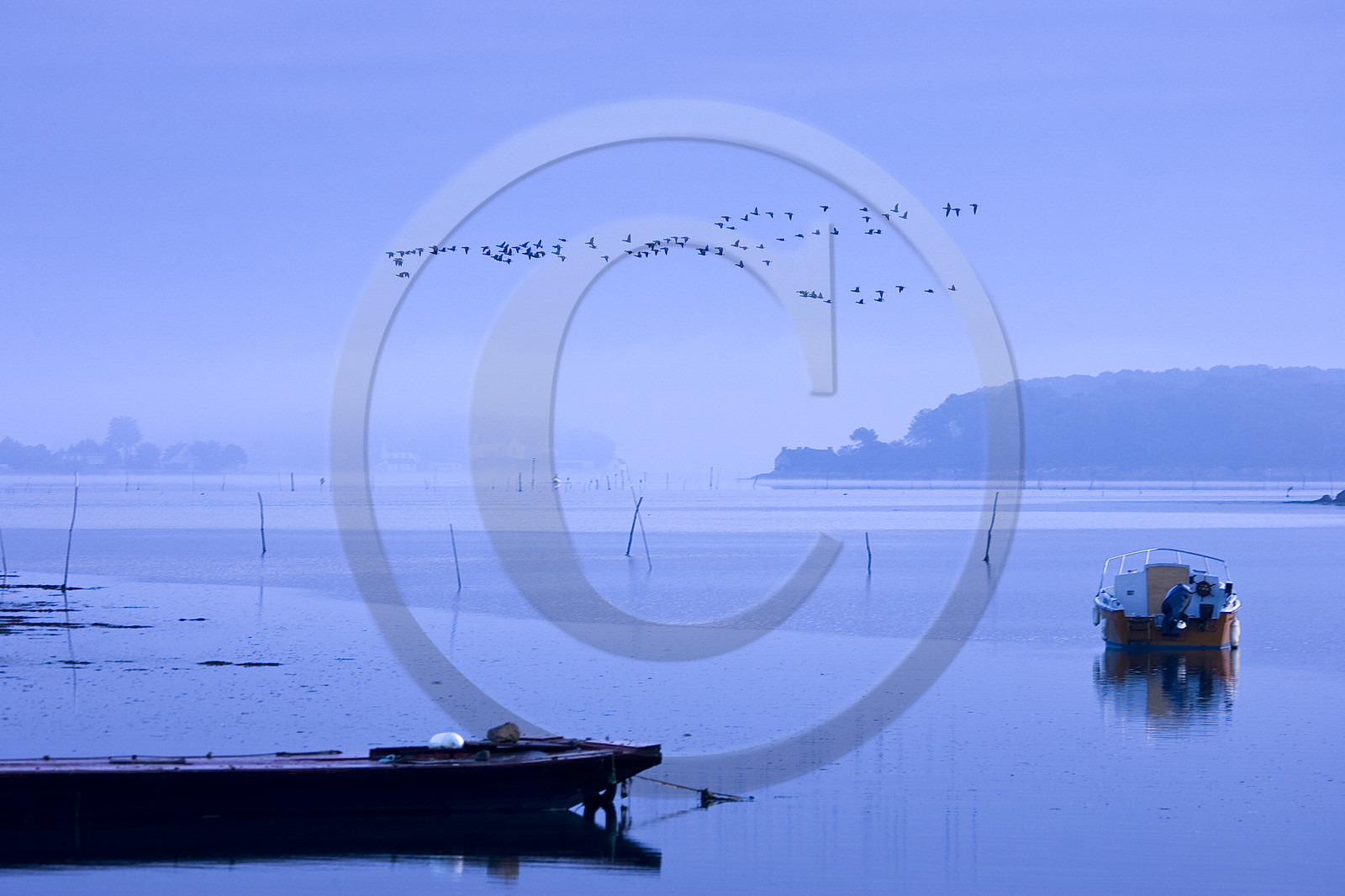 Passage of wild geese on the estuary in the early morning. Ria d'étel, Morbihan