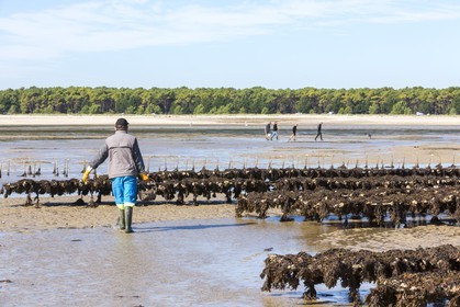 Park oyster in Plouharnel