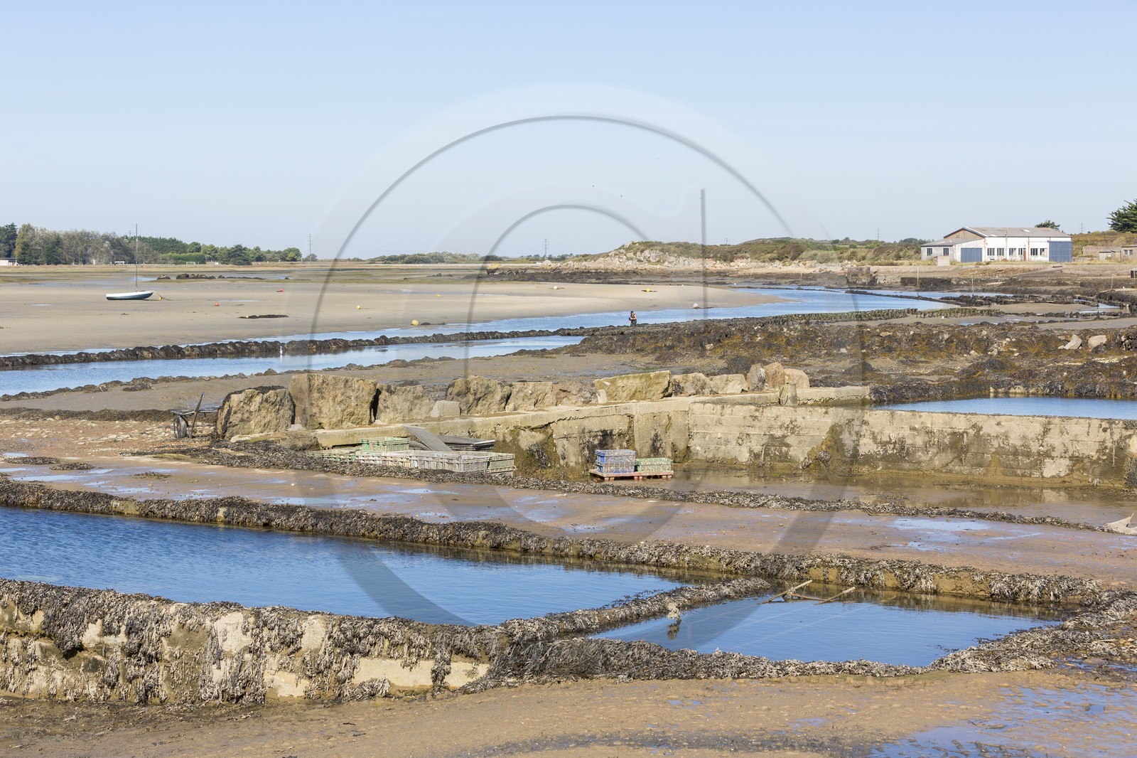 Park oyster in Plouharnel
