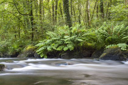 La rivière l'Ellée