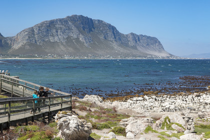 Betty's bay. Afrique du Sud