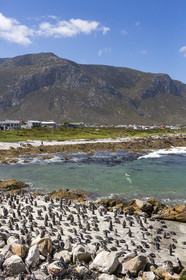 Betty's bay. Afrique du Sud