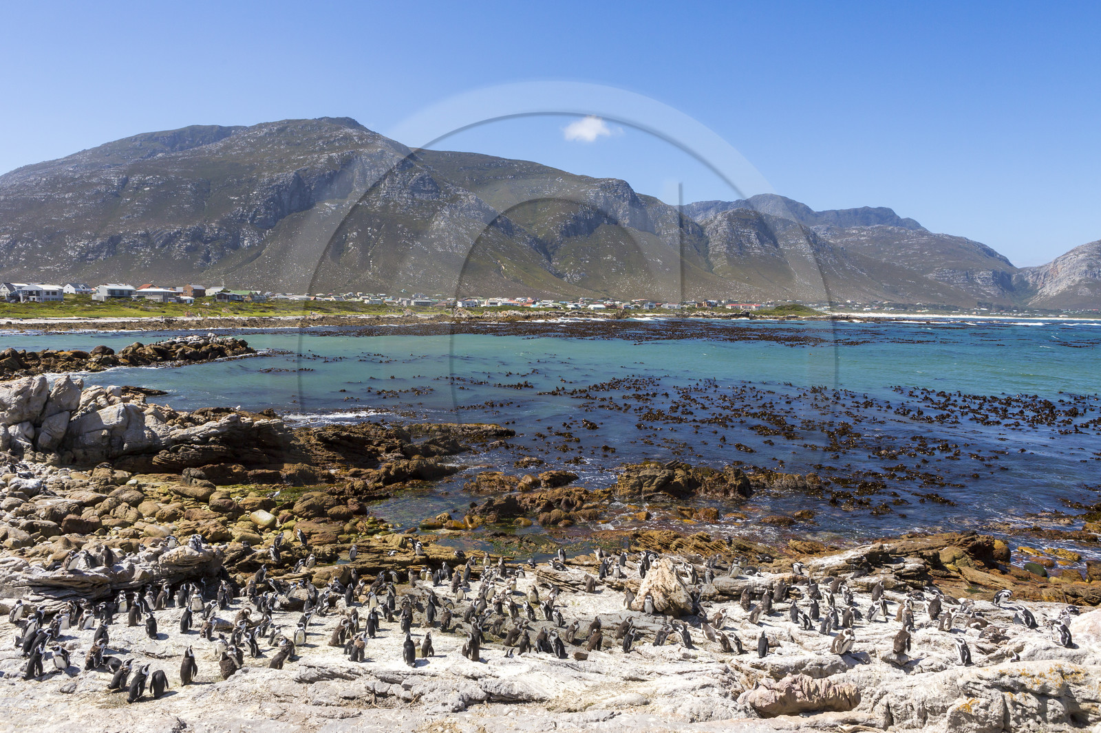 Betty's bay. Afrique du Sud