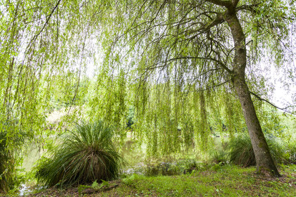 Kergoff pond in Caudan