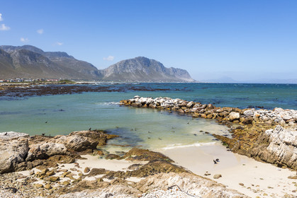 Betty's bay _ Afrique du Sud