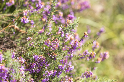 Heather on the edge of Laïta in Guidel
