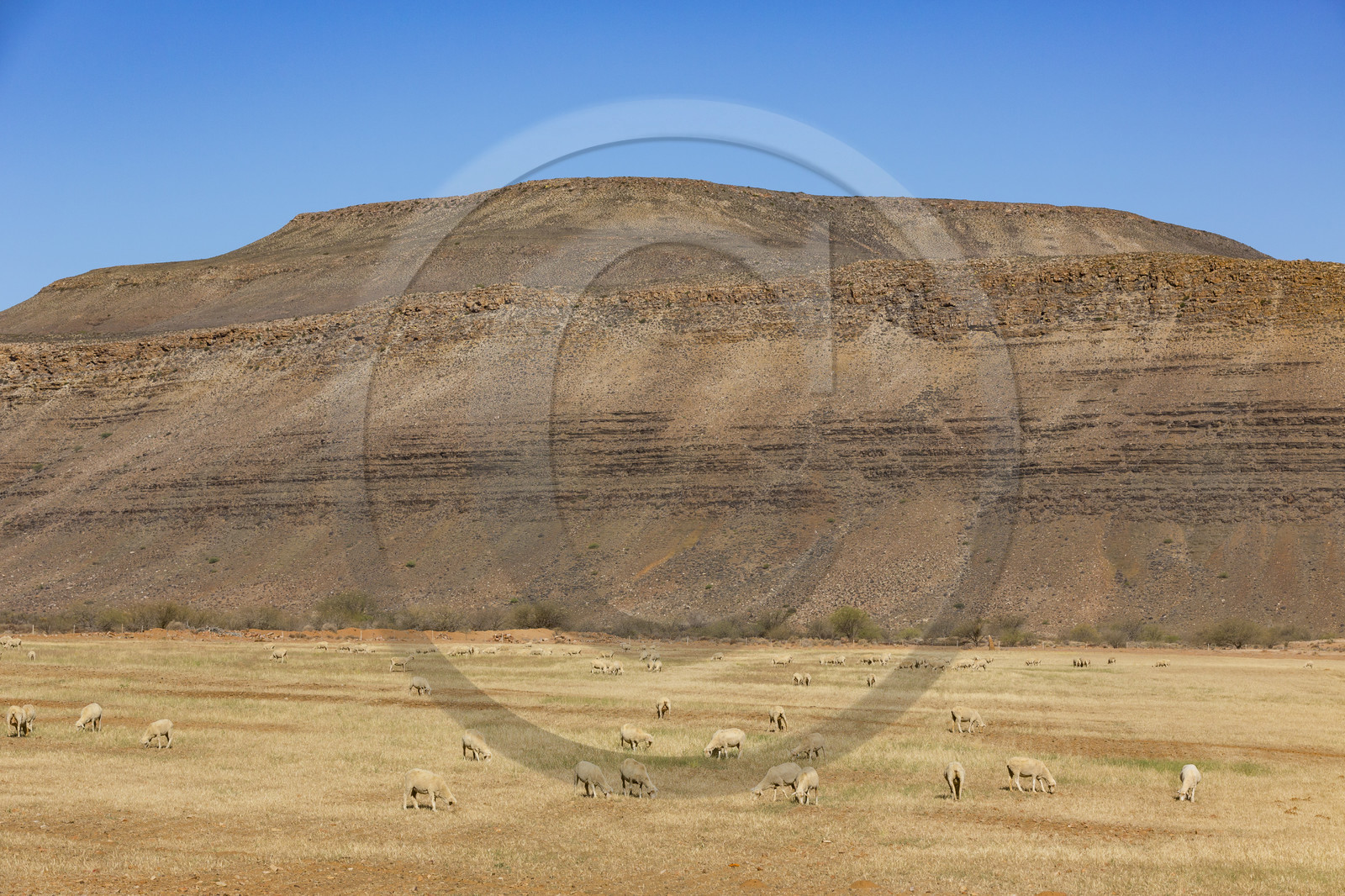 route R364 proche de Calvinia _ Afrique du Sud