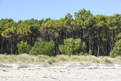 La plages des sables blancs à Plouharnel