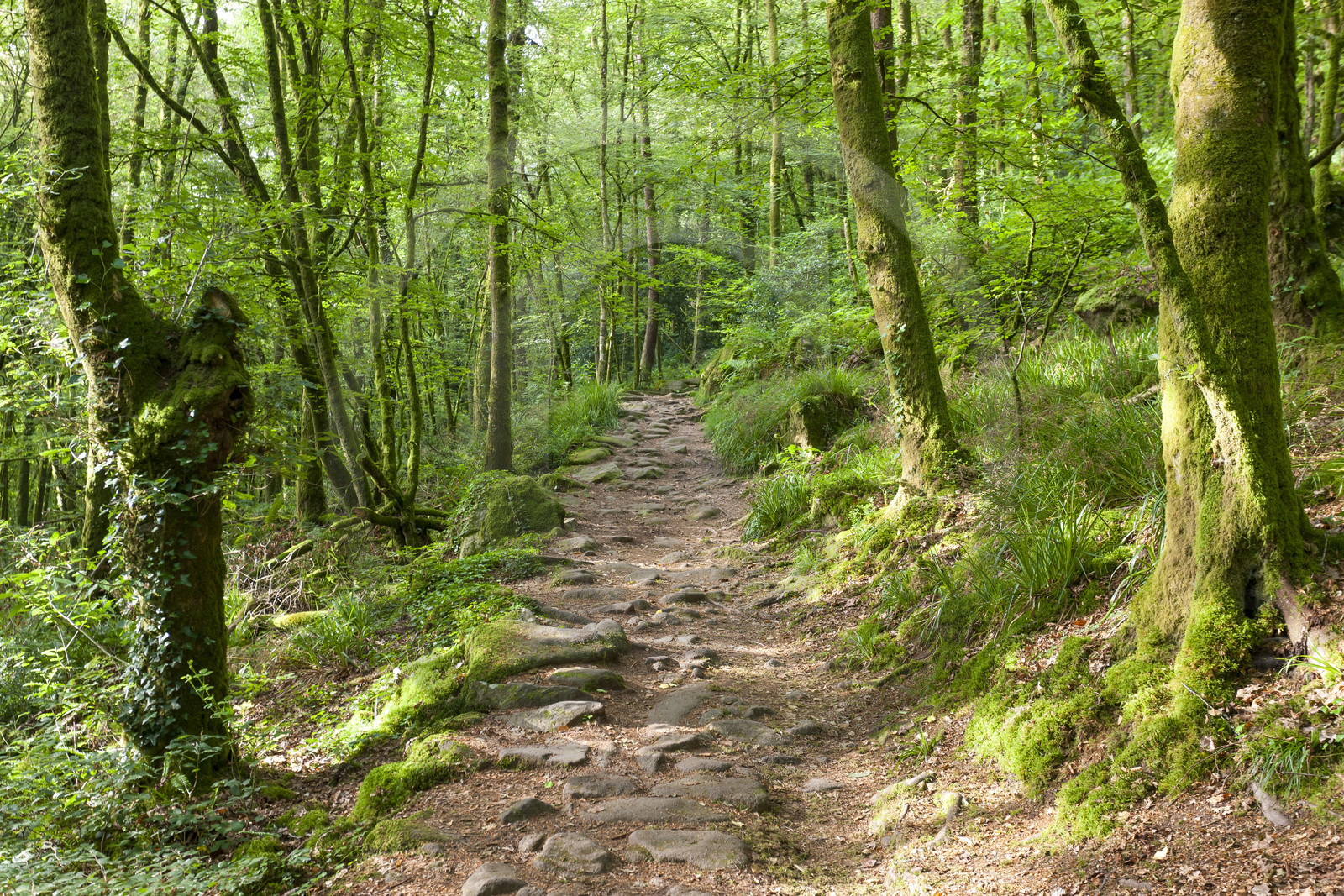 20080625_le Faouet_011.jpg