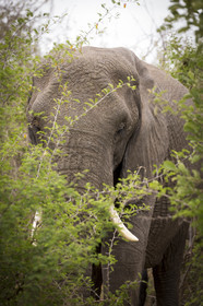 Eléphant_Parc Krüger, Afrique du Sud