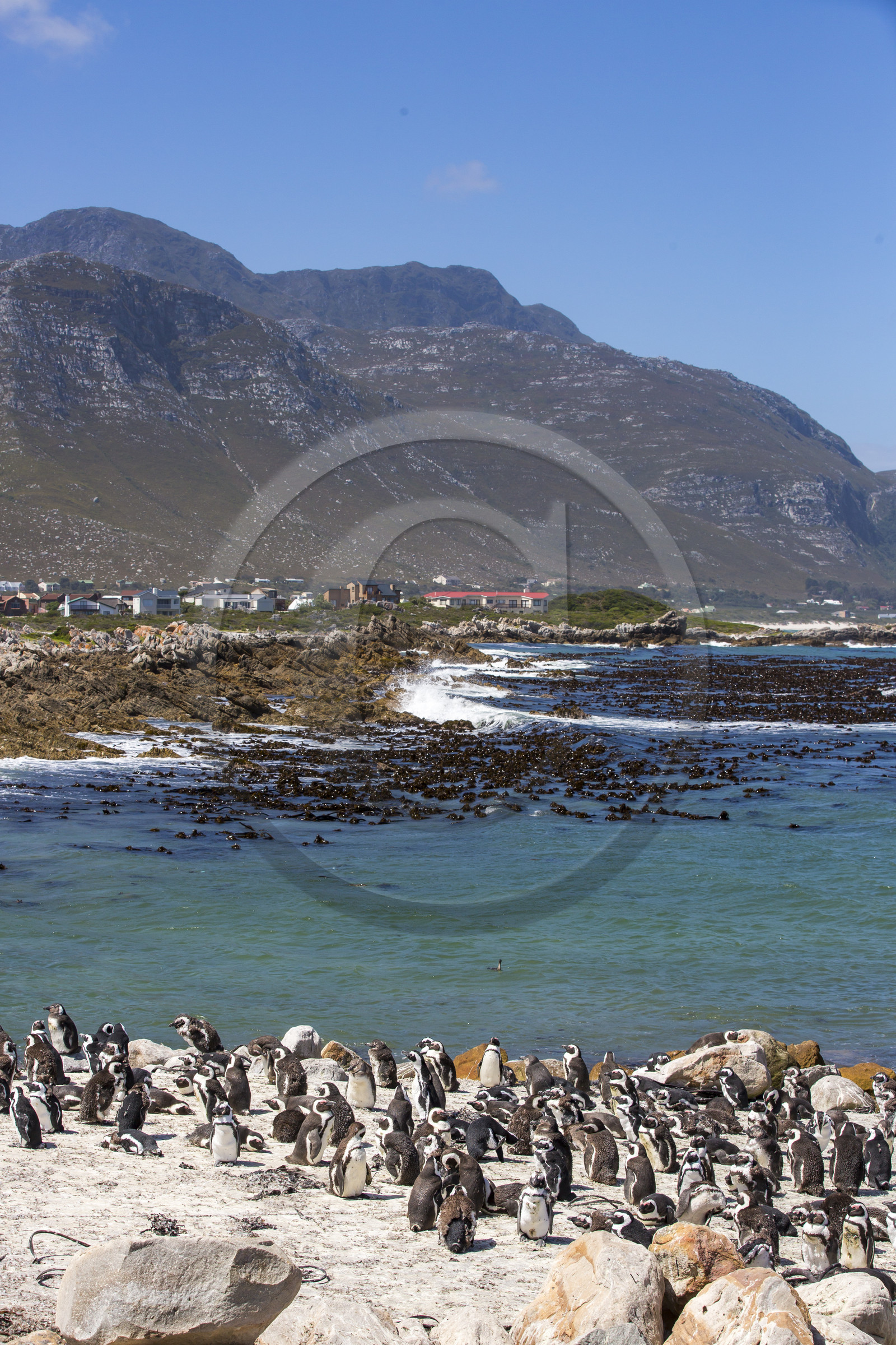 Betty's bay. Afrique du Sud