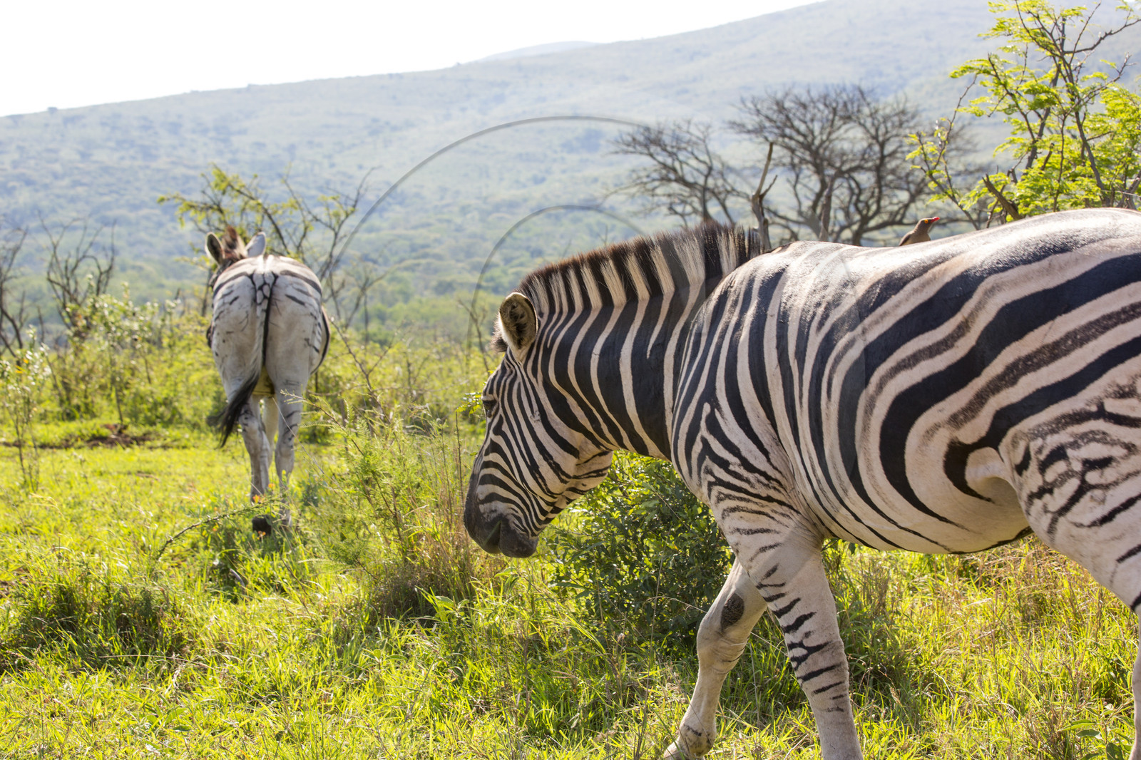 Zèbres_Parc HluHluwe-iMfolozi en Afrique du Sud
