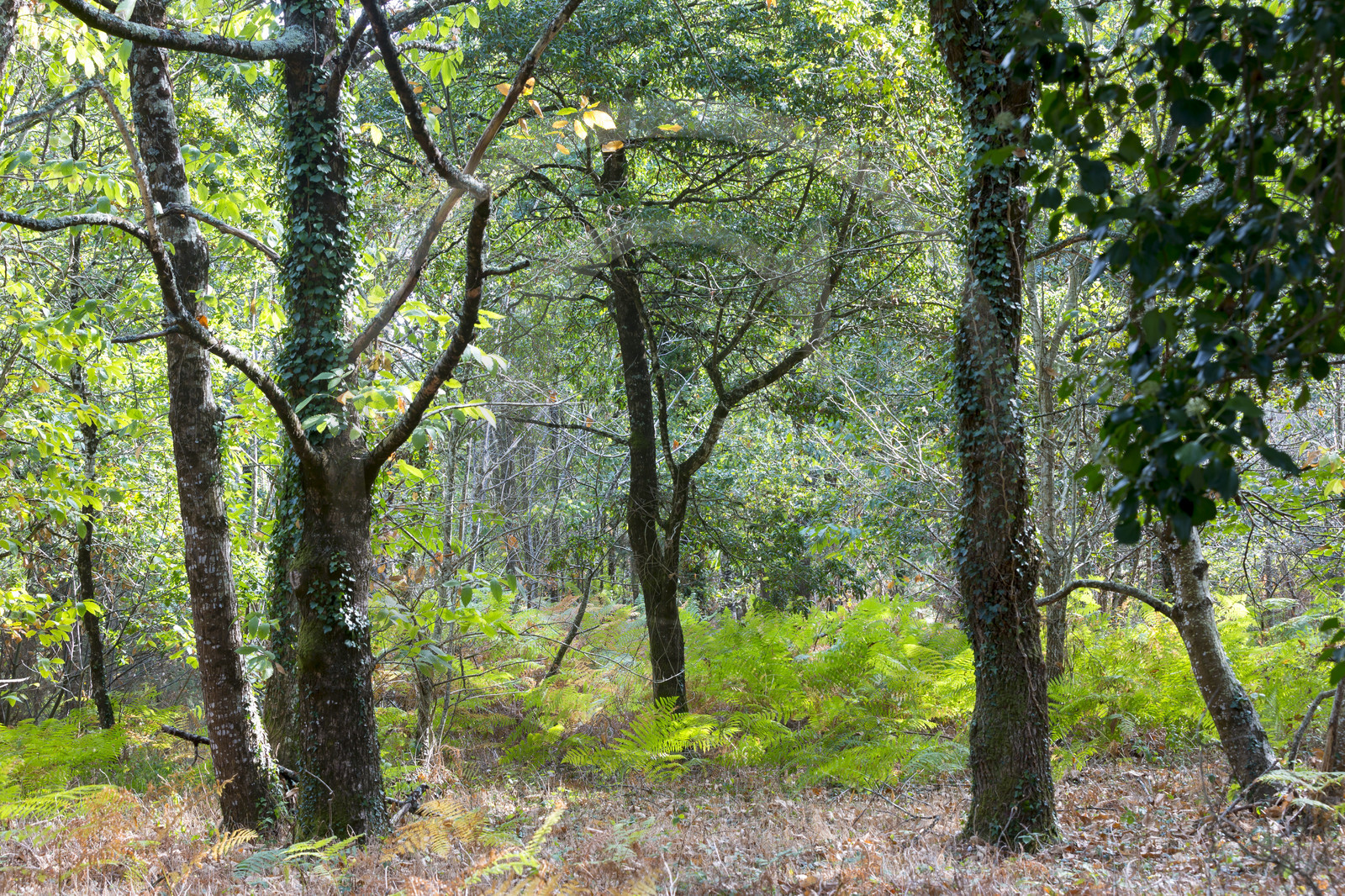 Chemin boisé à Carnac