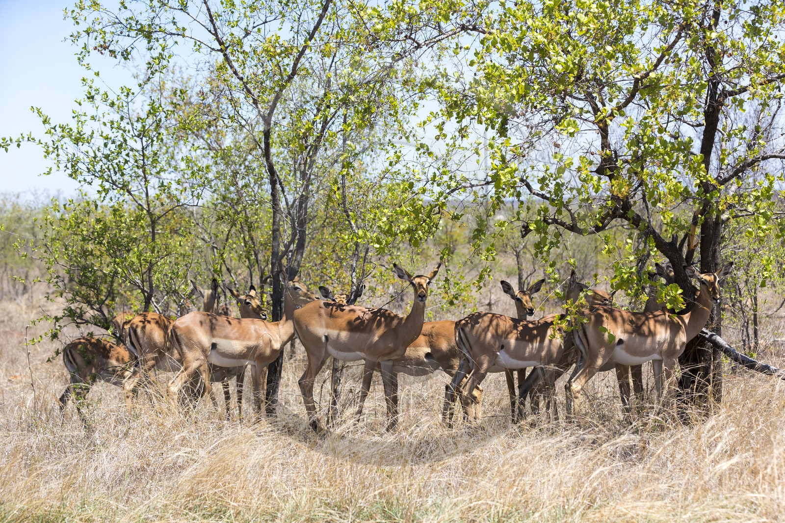 Impala_Parc Krüger en Afrique du Sud