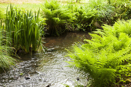 Kergoff pond in Caudan