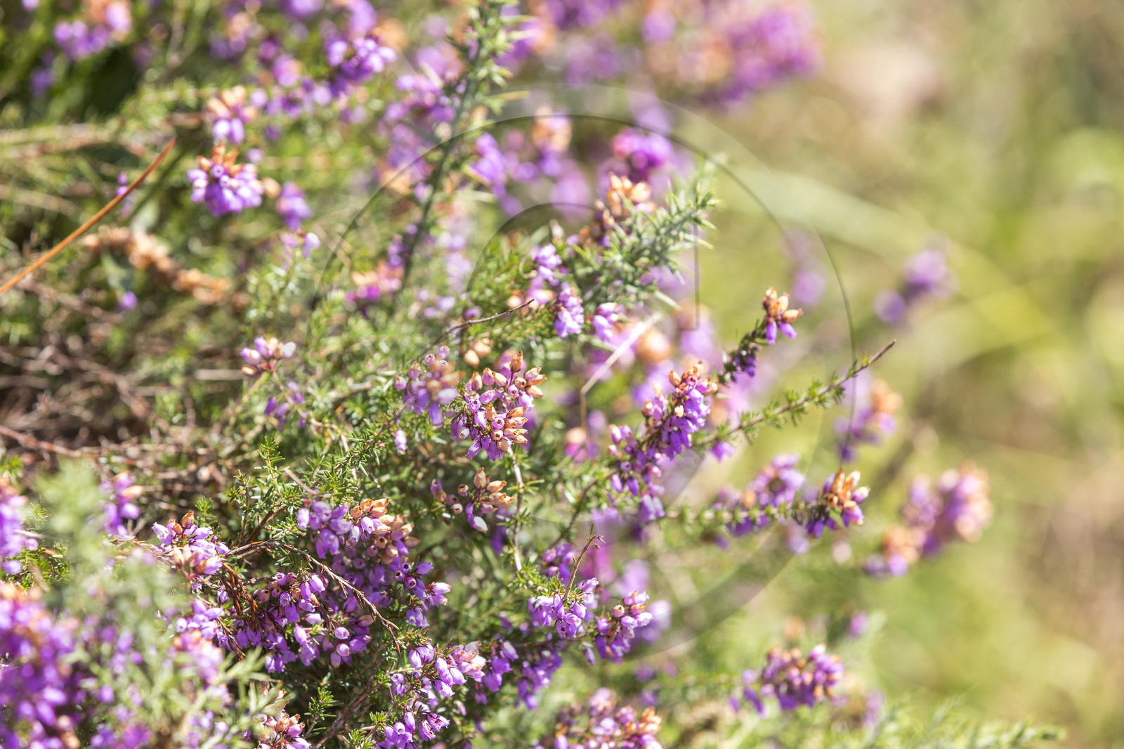 Heather on the edge of Laïta in Guidel