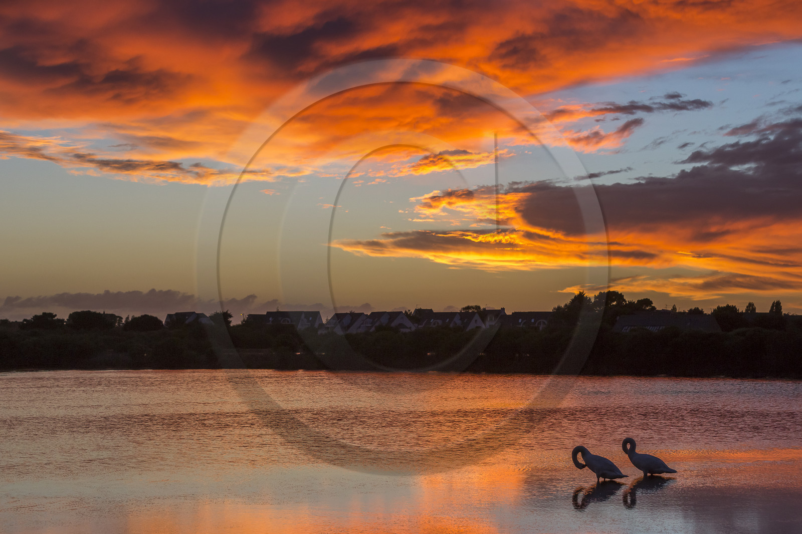 Cygnes au coucher du soleil dans les marais salants de Carnac.