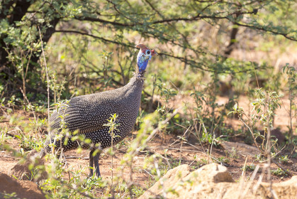 Pilanesberg National Park, Afrique du Sud