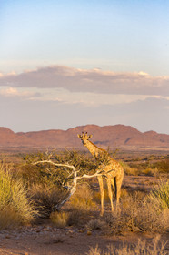 Le parc national des Chutes d'Augrabies. Cap du Nord, Afrique du Dud