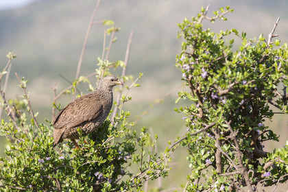Pilanesberg National Park, Afrique du Sud