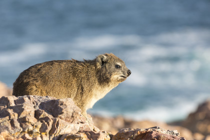 Daman du Cap, Hermanus _ Afrique du sud