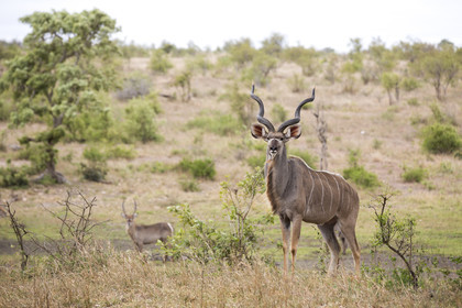 Grand koudou_Parc Krüger, Afrique du Sud