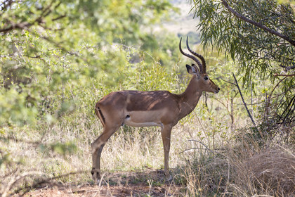 Pilanesberg National Park, Afrique du Sud
