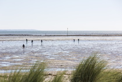 Pêche à pied_Plouharnel