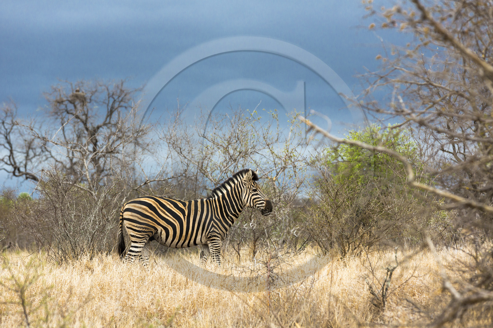 Zèbre. Parc Kruger_Afrique du Sud