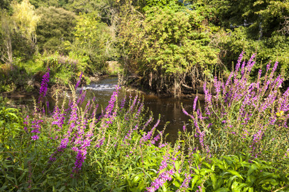 Pont-Scorff, Garden of Adol.