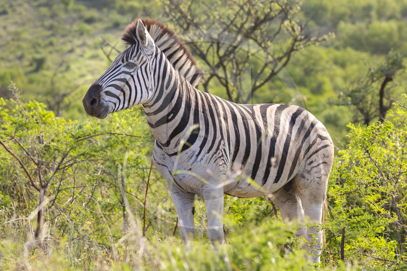 Zèbres_Parc HluHluwe-iMfolozi en Afrique du Sud