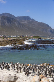 Betty's bay. Afrique du Sud